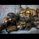 Antique Lion full set