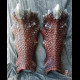 Dragon legs