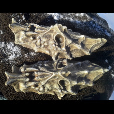Scull bracers