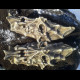 Scull bracers
