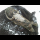 Scull legs armor