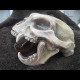 Scull jaguar helmet