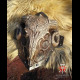Goat scull shoulders