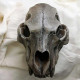 Scull bear helmet