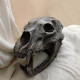 Scull bear helmet